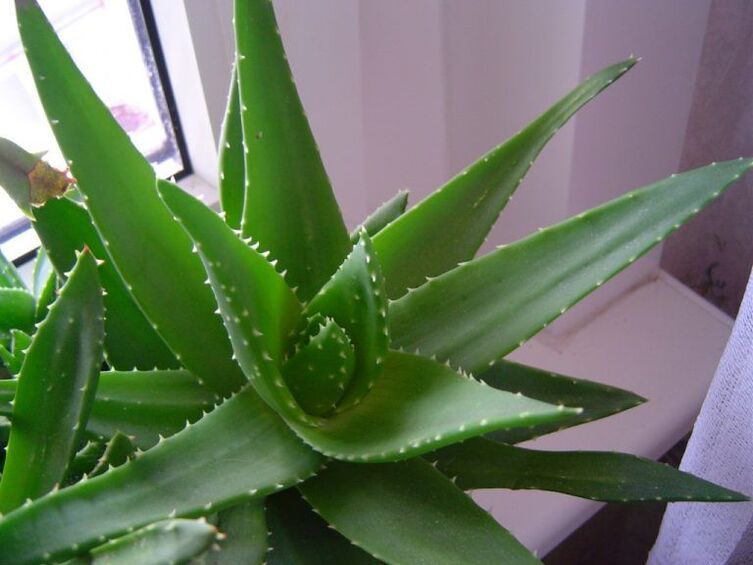 aloe és kalanchoe szemölcsök ellen